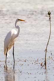 Cuba Birding Garzn Cayo-Coco Picture