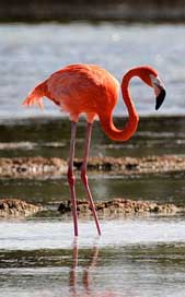 Cuba Bird Flamingo Cienaga-De-Zapata Picture