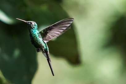 Cuba Green-Emerald Hummingbird Cienaga-De-Zapata Picture