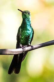 Cuba Green-Emerald Hummingbird Cienaga-De-Zapata Picture