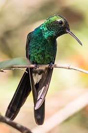 Cuba Green-Emerald Hummingbird Cienaga-De-Zapata Picture