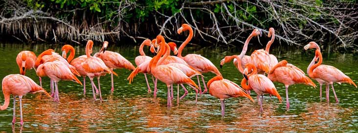 Flamingos  Pink Cuba Picture