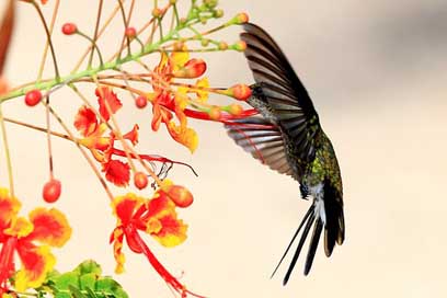 Hummingbird  Wildlife Cuba Picture
