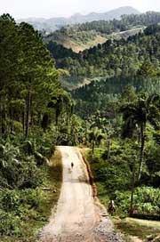 Forest Nature Landscape Road Picture