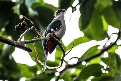 Cuba Bird Cienaga-De-Zapata Matanzas Picture