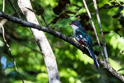 Cuba Bird Cienaga-De-Zapata Matanzas Picture