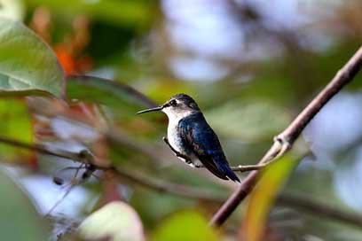 Cuba Hummingbird Cienaga-De-Zapata Matanzas Picture