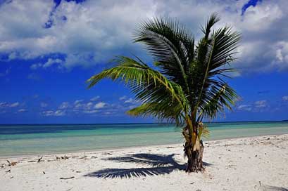 Cuba Sea Beach Palm Picture