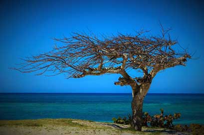 Cuba Withered-Tree Tree Summer Picture
