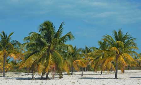 Cuba Travel Summer Sun Picture