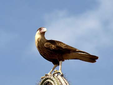 Wara-Wara Bird-Of-Prey Bird Raptor Picture