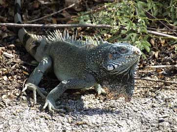 Iguana Claw Dragon Reptile Picture