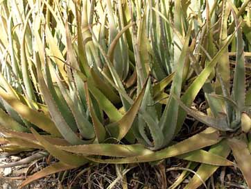 Aloe-Vera Nature Flora Agave Picture
