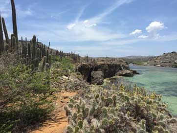 Curacao Cactus-Landscape Boca-Ascension North-Coast Picture