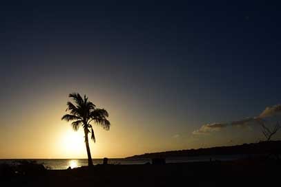 Palm Sun Sea Sunset Picture