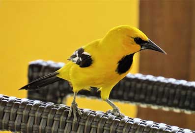 Bird Wild-Animals The-Birds Yellow Picture