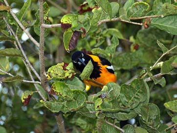 Trupial Caribbean Curacao Bird Picture