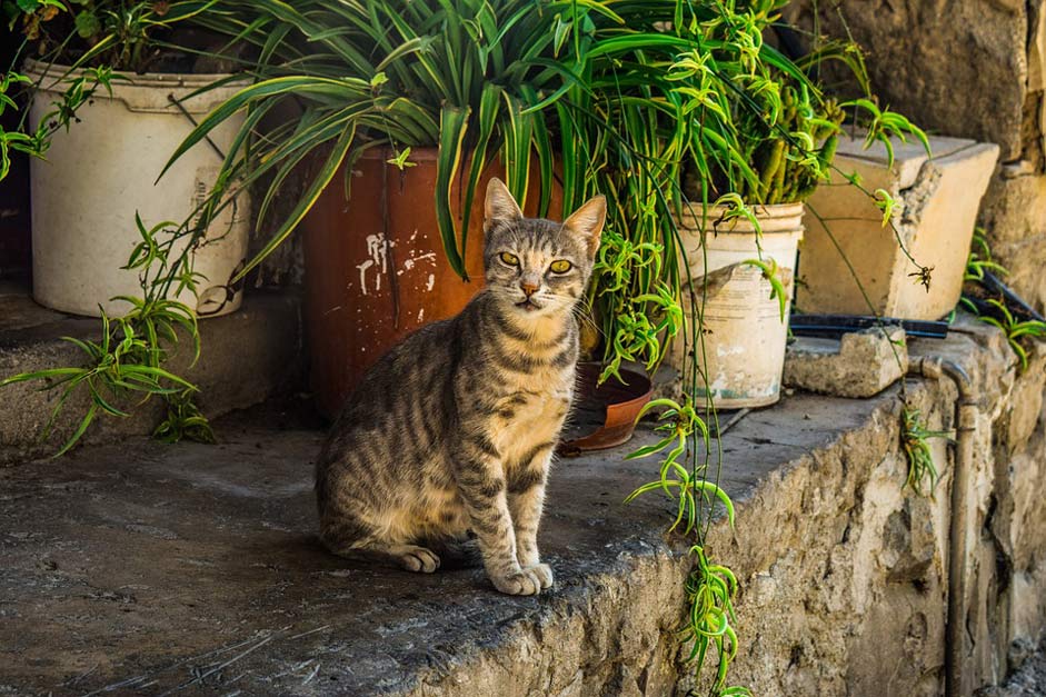 Kitten Young Stray Cat