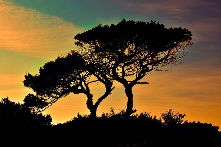 Trees National-Park Cavo-Greko Cyprus