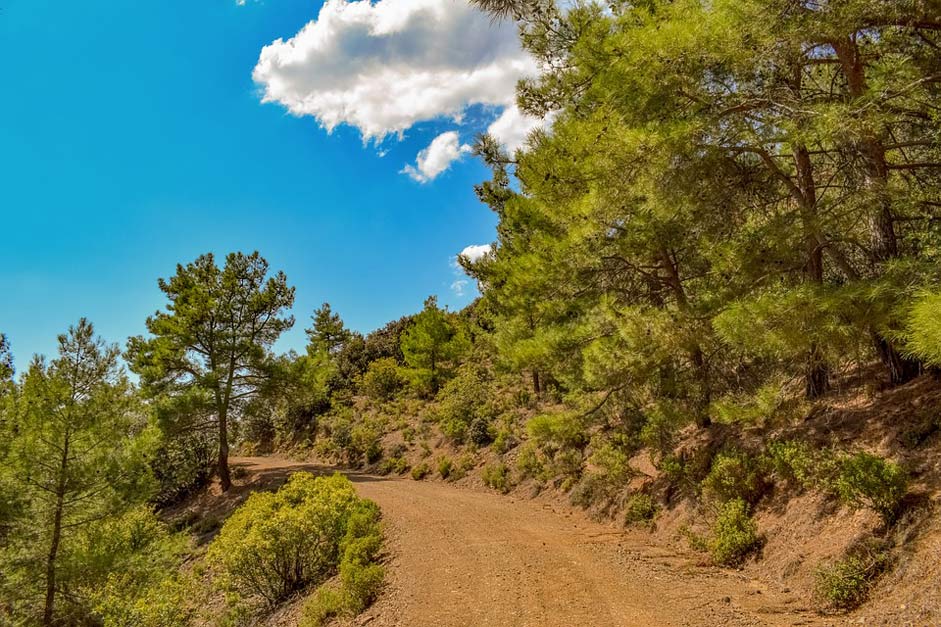 Trees Woods Forest Dirt-Road