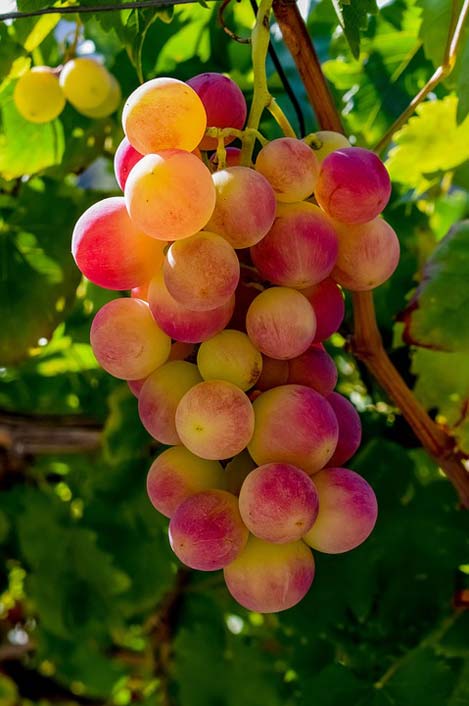 Nature Fruit Vineyard Grape