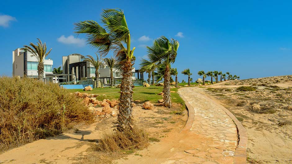 Palm-Trees Walkway Pedestrian Path