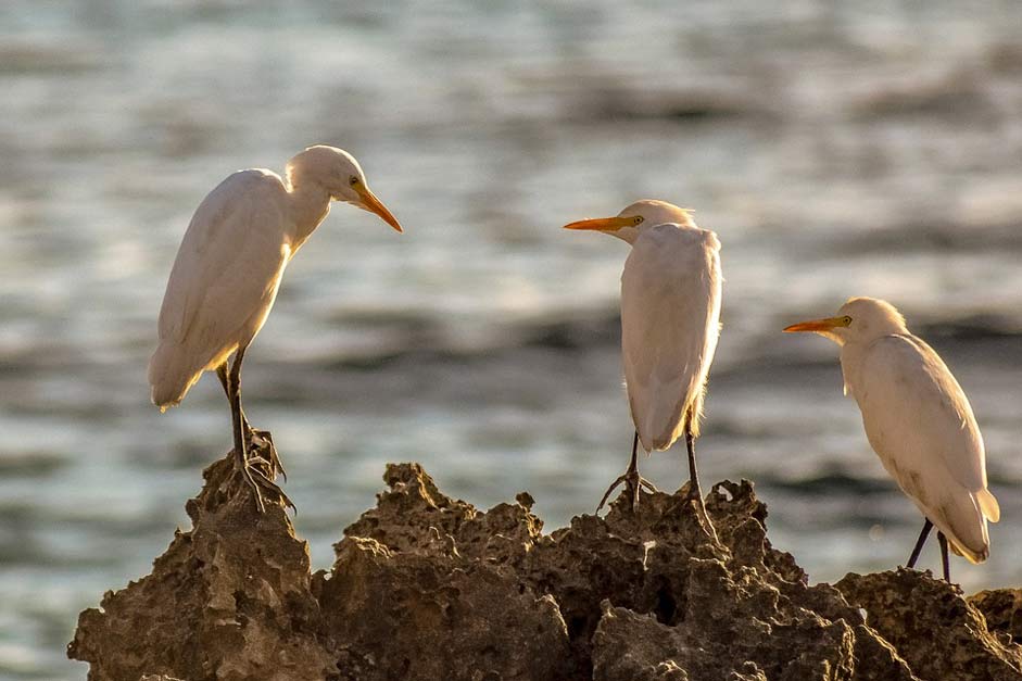 Wildlife Nature Rock Sea-Birds