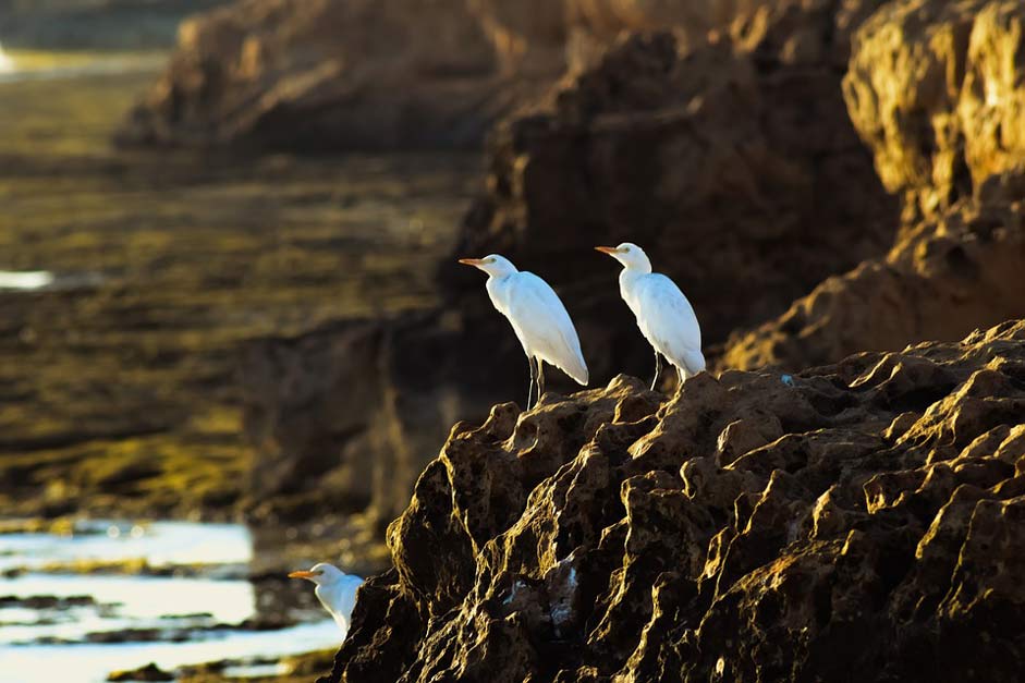 Wildlife Nature Rock Sea-Birds