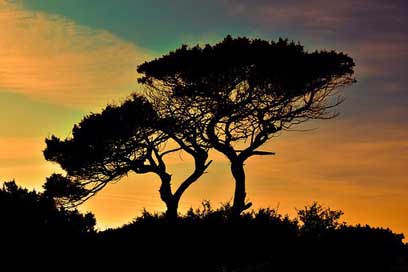 Cyprus Trees National-Park Cavo-Greko Picture
