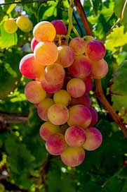 Grape Nature Fruit Vineyard Picture
