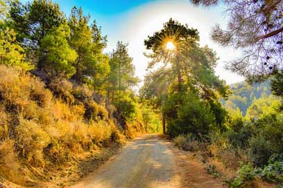 Dirt-Road Light Morning Forest Picture