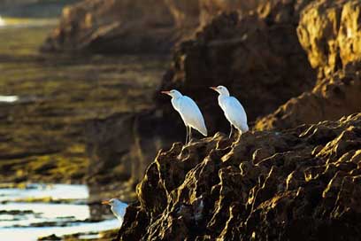 Sea-Birds Wildlife Nature Rock Picture