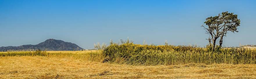 Tree Scenery Nature Landscape Picture