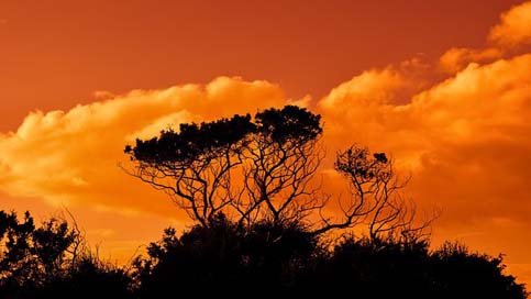 Trees Sky Sunset Branches Picture