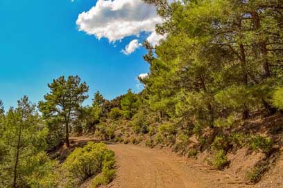 Dirt-Road Trees Woods Forest Picture