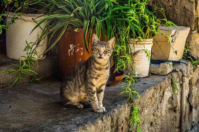 Cat Kitten Young Stray Picture