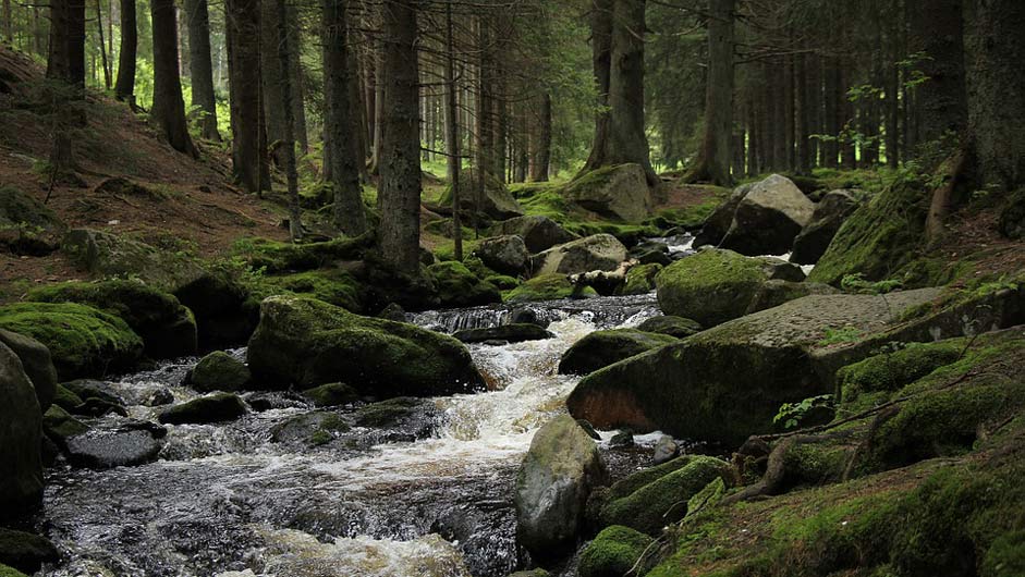 The-Wildness umava Stream Forest