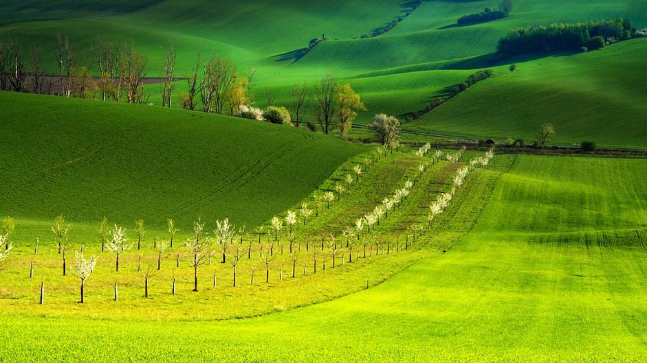 Spring Landscape South-Moravia Moravia