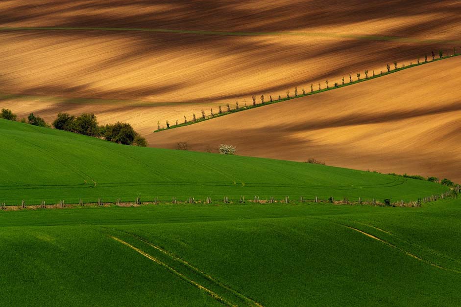 Meadow Field South-Moravia Moravia