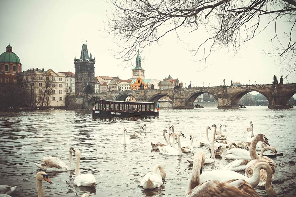 Swans Czech-Republic Charles-Bridge Prague
