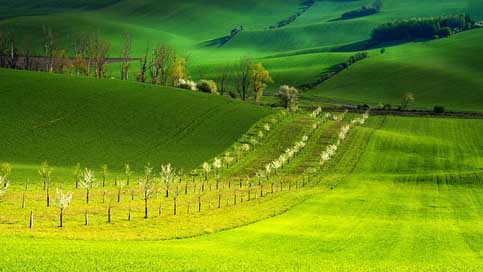 Moravia Spring Landscape South-Moravia Picture