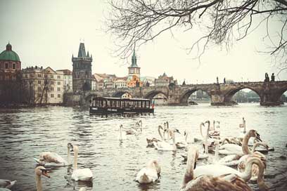 Prague Swans Czech-Republic Charles-Bridge Picture