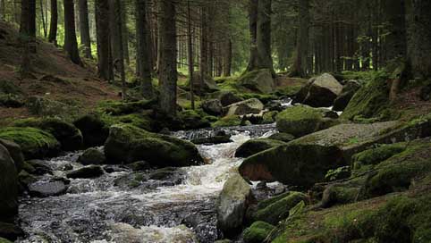 Forest The-Wildness �umava Stream Picture