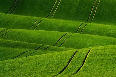 Moravia Field Waves South-Moravia Picture