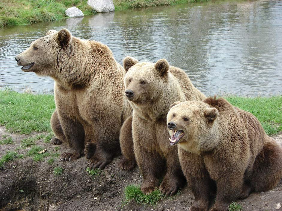 Brown-Bear Denmark Nature-Park Bear