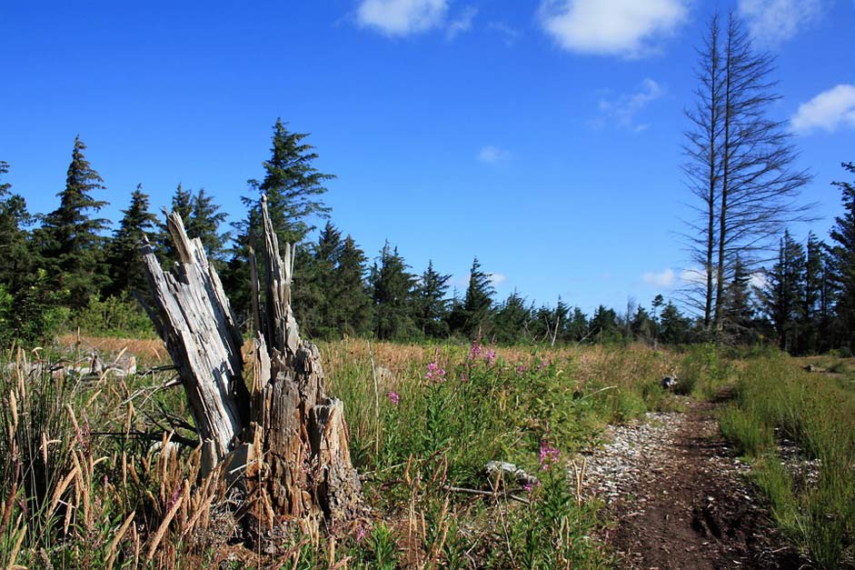 Wind Coniferous-Forest Tree-Stump Denmark