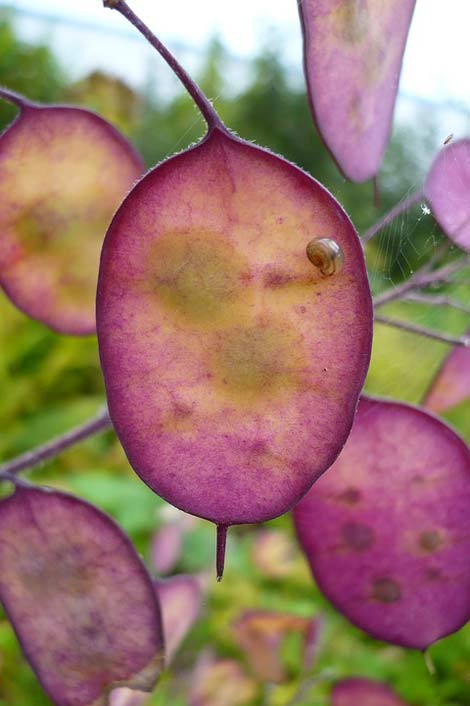 Plant Flower Summer Silver-Leaf