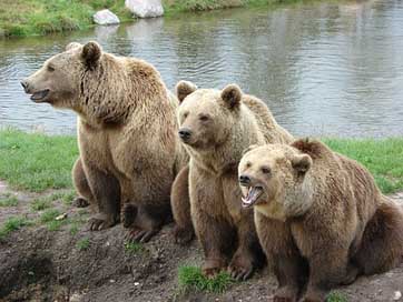 Bear Brown-Bear Denmark Nature-Park Picture