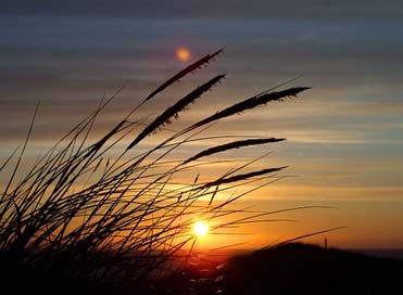 Sun Denmark Dune Grass Picture