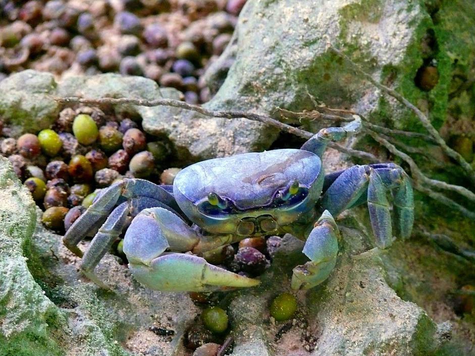 Dominican Animal Beach Crab